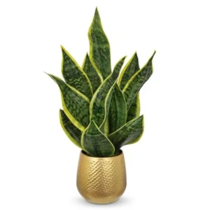 Artificial Snake Plant in Gold Pot
